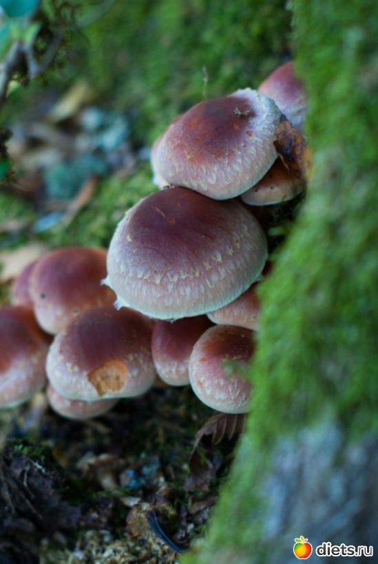 42 ����: �������������