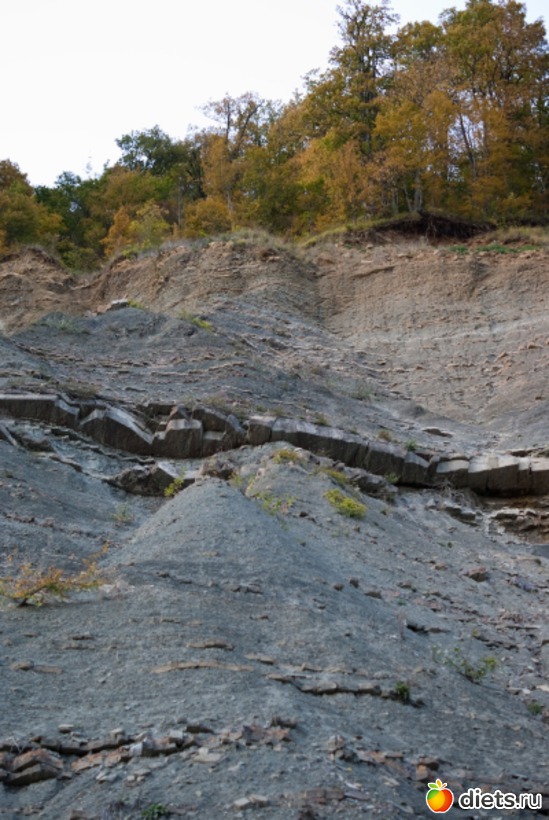 49 ����: �������������