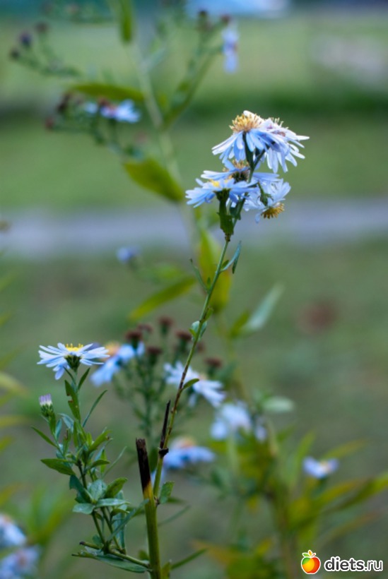 59 ����: �������������