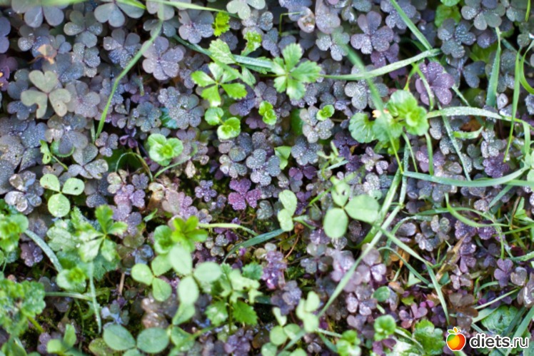 68 ����: �������������