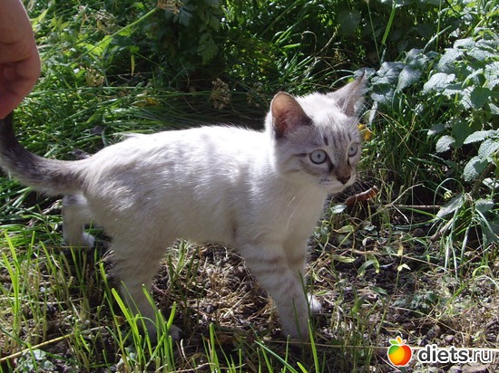 1 ����: ��� ��������