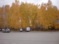 Березки в осеннем наряде