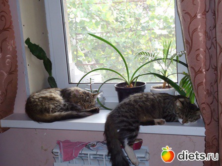 Мурзик(слева) и Муся (справа)