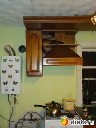 здесь теплее!(Мурзик)