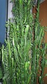 Мой молочай