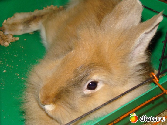 3 ����: ��� �����������)))