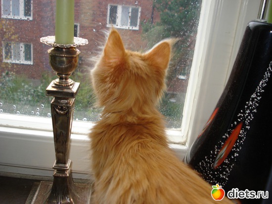 Tishbe!, ������: Tishbe!