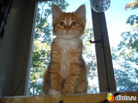 jeto ja Tishbe!, ������: Tishbe!