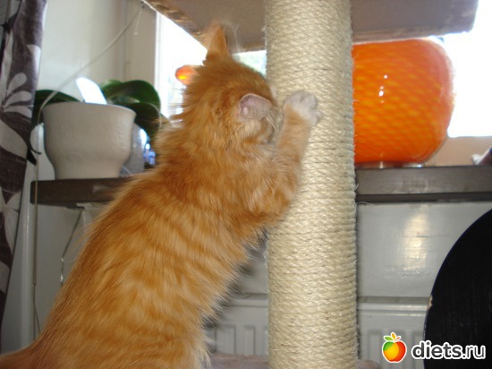 4 ����: Tishbe!