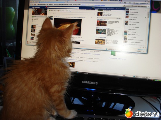 facebooke, ������: Tishbe!