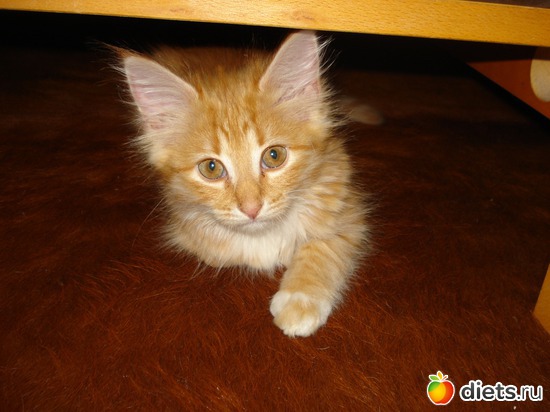 9 ����: Tishbe!