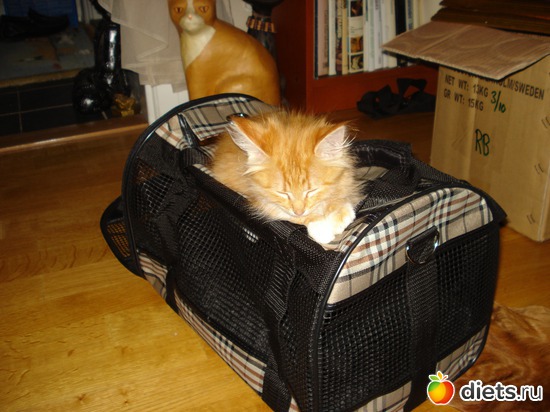 12 ����: Tishbe!