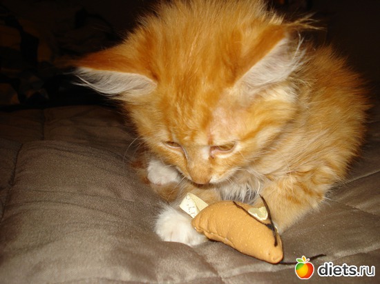 13 ����: Tishbe!