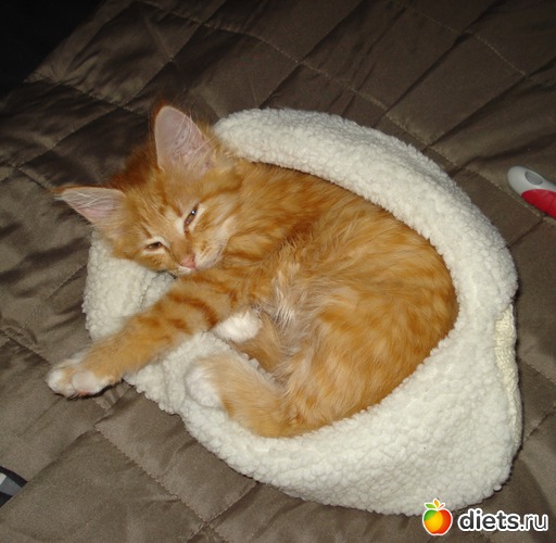 14 ����: Tishbe!