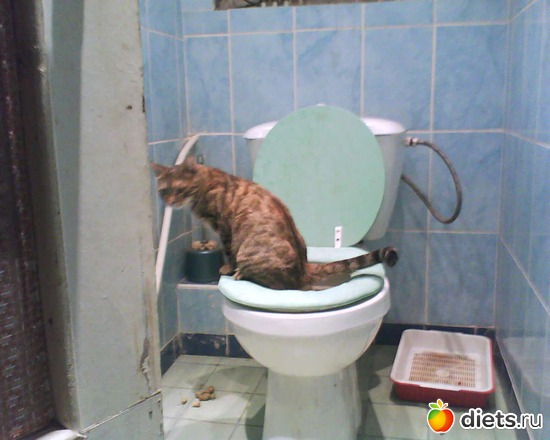 наша Маша сама научилась в унитаз ходить!, альбом: мои любимые кисы