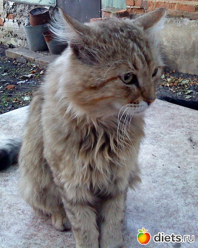 ��� ����� ������� ��� ����, ������: ��� ������� ����