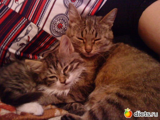 Тетя Мура с "племянницей" Мусей, альбом: мои любимые кисы