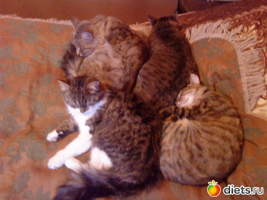 Все в сборе!Не поверите,сами так легли!, альбом: мои любимые кисы