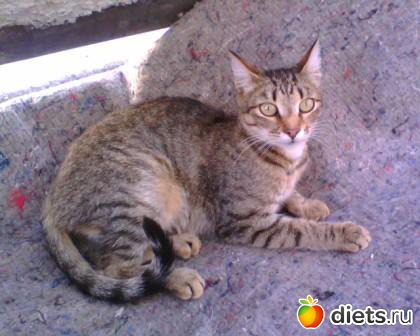 ���� ������