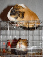 Наши члены семьи!!!