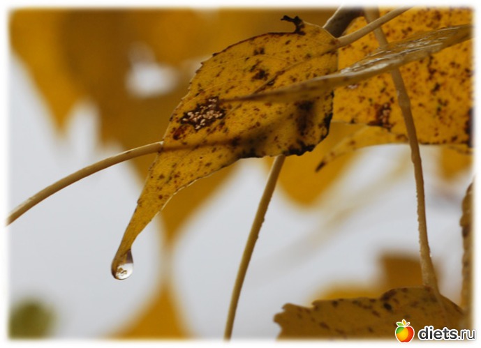 1 фото: Осень.