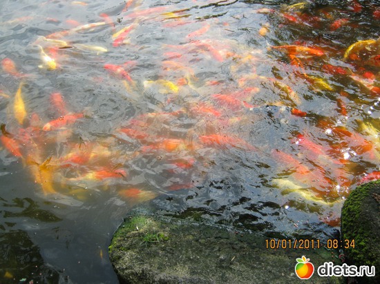 ������ � ������� � �����������, ������: ���� ����������� � ������� � ��������