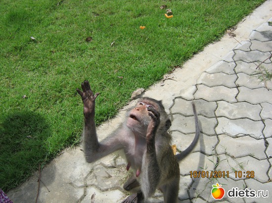 ��������-��������, ������: ���� ����������� � ������� � ��������