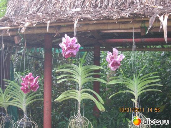 ������� �������, ������: ���� ����������� � ������� � ��������