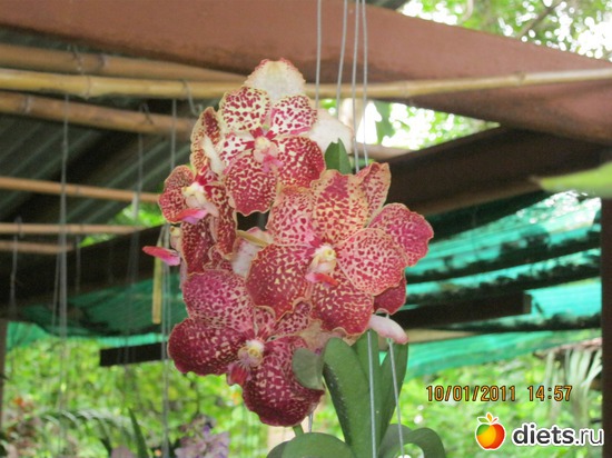 ������� �� ��......, ������: ���� ����������� � ������� � ��������