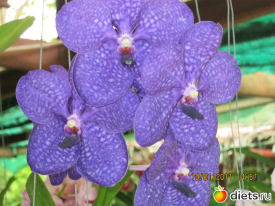 37 ����: ���� ����������� � ������� � ��������