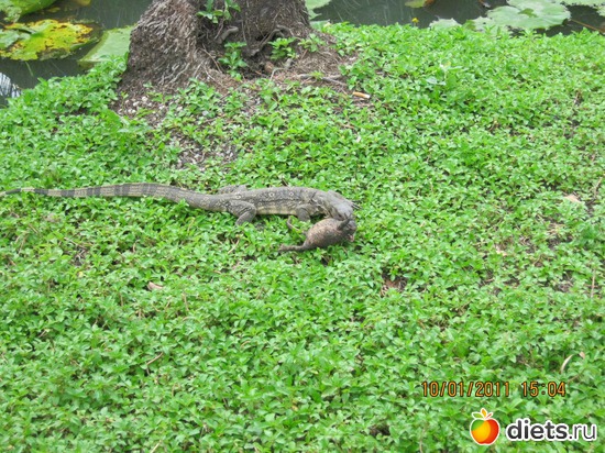 ����� �����..., ������: ���� ����������� � ������� � ��������