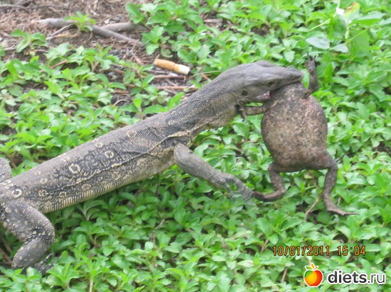 ����� ������� ����� ����, ������: ���� ����������� � ������� � ��������