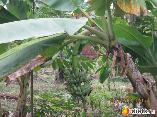 50 ����: ���� ����������� � ������� � ��������