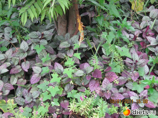 51 ����: ���� ����������� � ������� � ��������