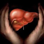 Открыт простой способ быстро оздоровить печень