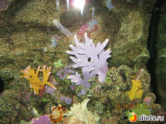 ��������� ���, ������: ���� ����������� � ������� � ��������