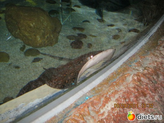 ��������� �����������, ������: ���� ����������� � ������� � ��������