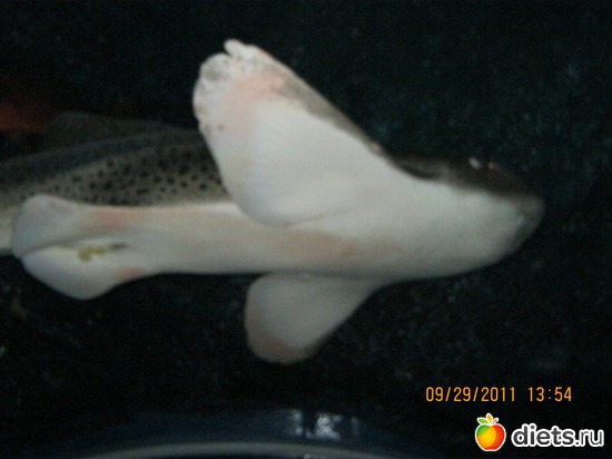 11 ����: ���� ����������� � ������� � ��������