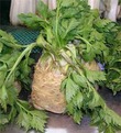 Полезные корнеплоды