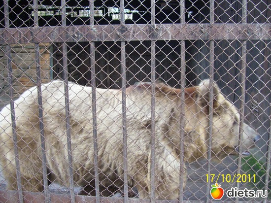 1 ����: ����� � �������� (2011)