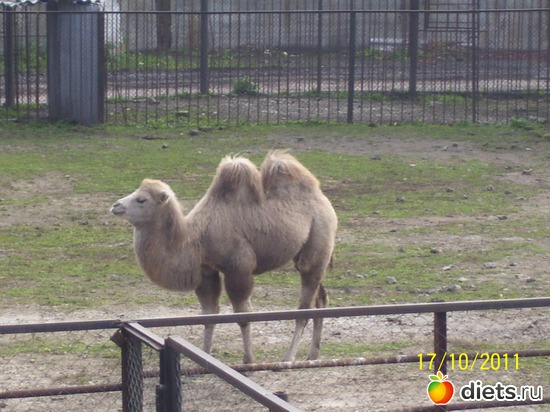 5 ����: ����� � �������� (2011)