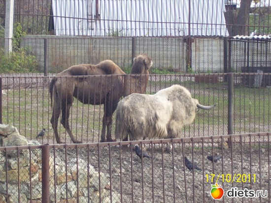 6 ����: ����� � �������� (2011)