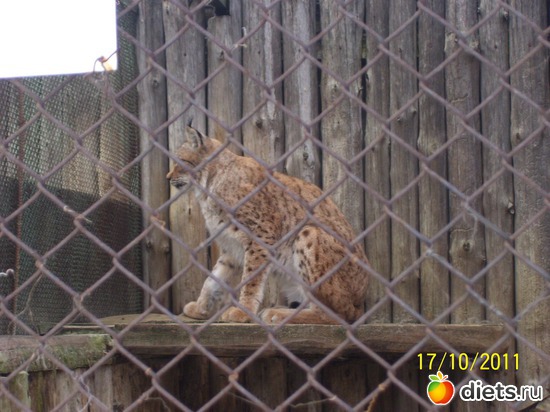 9 ����: ����� � �������� (2011)