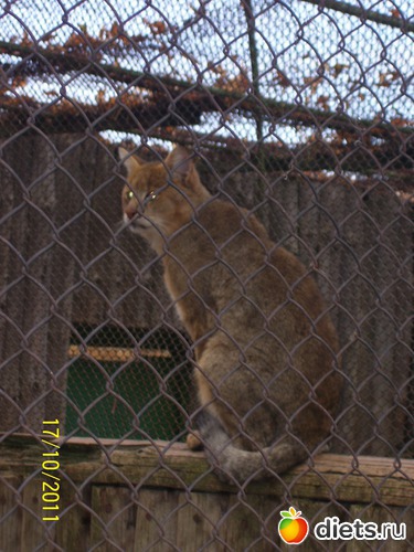 11 ����: ����� � �������� (2011)