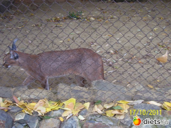 12 ����: ����� � �������� (2011)