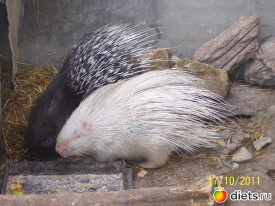 17 ����: ����� � �������� (2011)