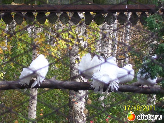 21 ����: ����� � �������� (2011)