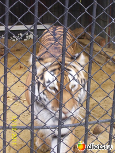 24 ����: ����� � �������� (2011)