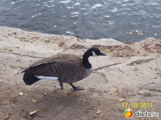 26 ����: ����� � �������� (2011)