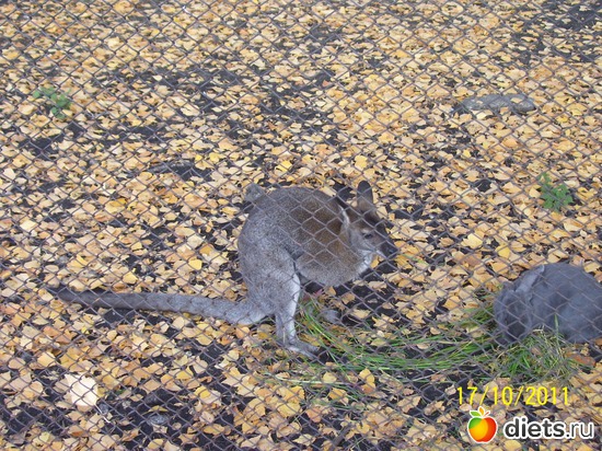 29 ����: ����� � �������� (2011)